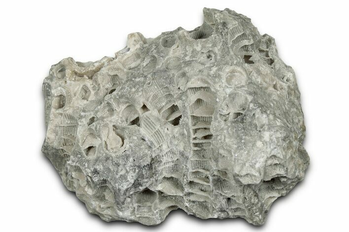 Silurian Dolostone w/ Sparkling Fossil Coral (Fletcheria) - Ohio #346091